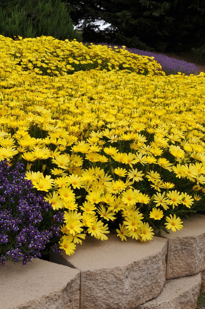 Osteospermum - Voltage Yellow 150mm Pot (VN)