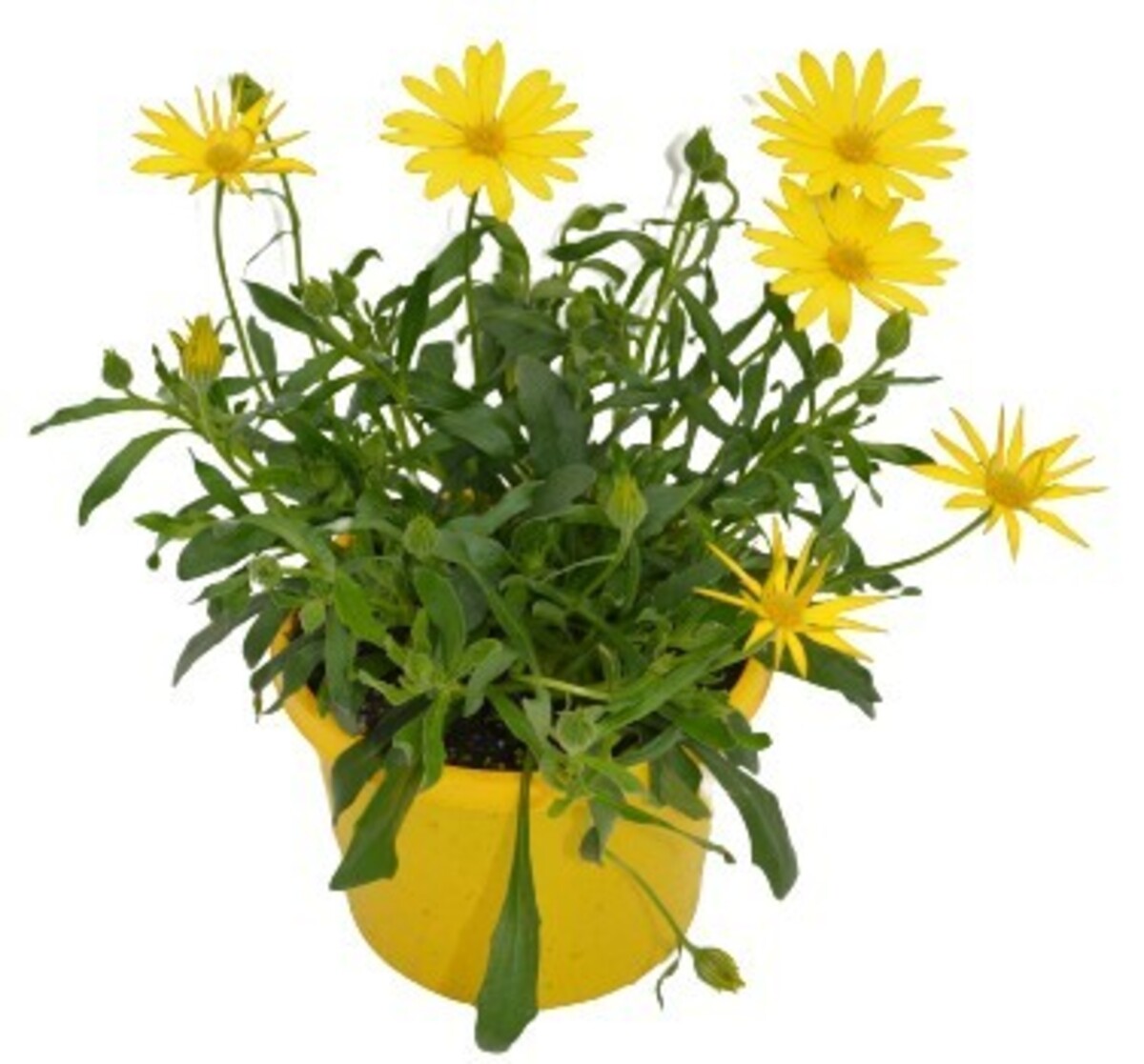 Osteospermum - Voltage Yellow 150mm Pot (VN)
