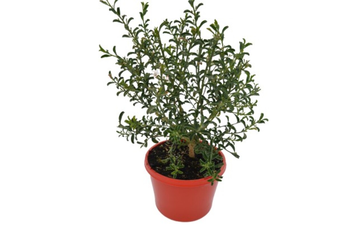 Philotheca - Flower Girl 150mm Pot (VN)