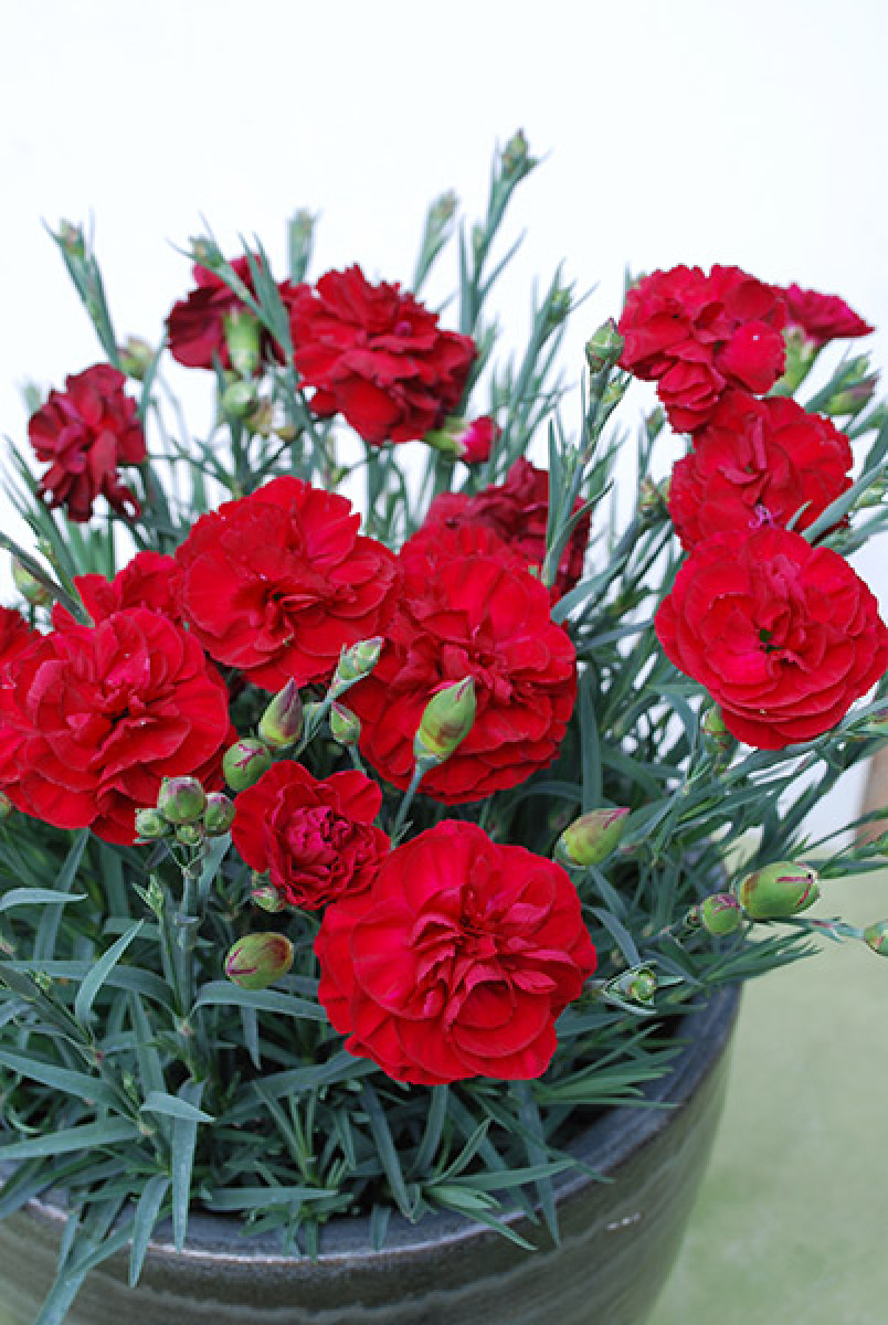 Dianthus - Passion 140mm Pot