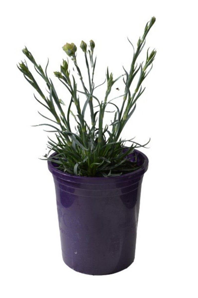 Dianthus - Sugar Plum 140mm Pot