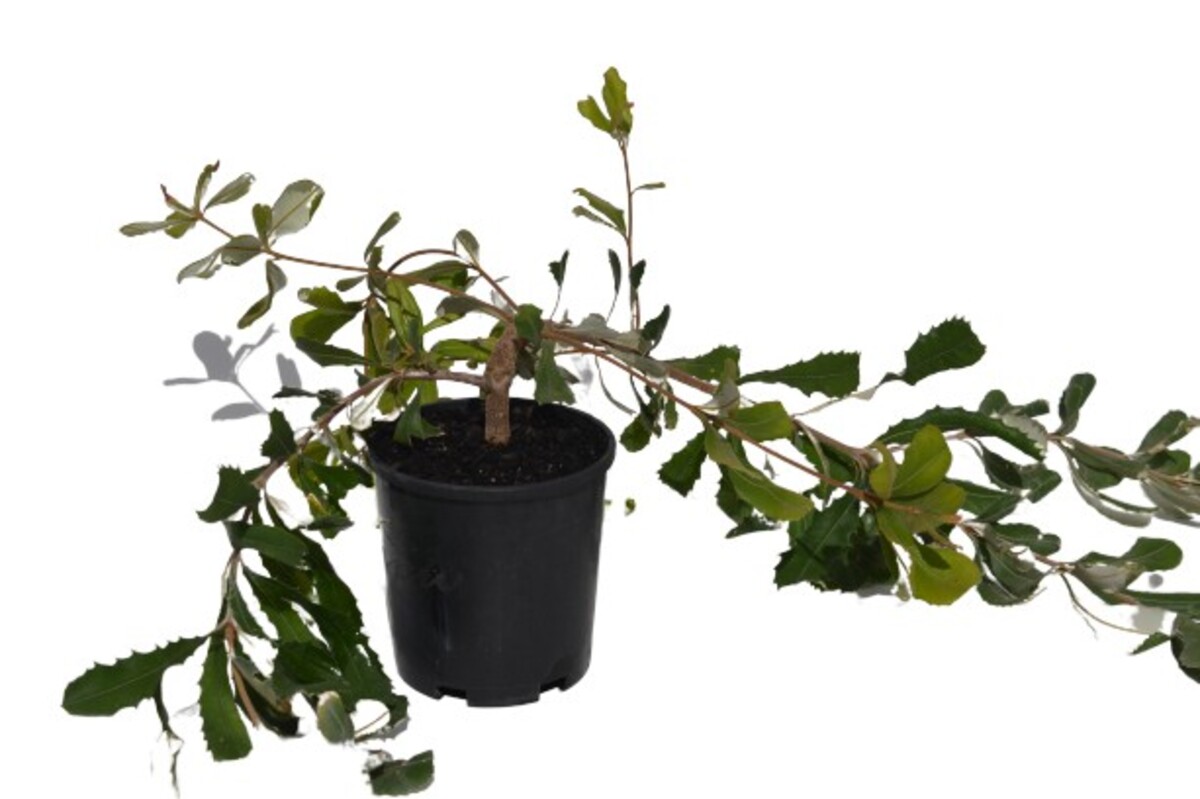 Banksia Integrifolia Rollercoaster Prostrate 140mm