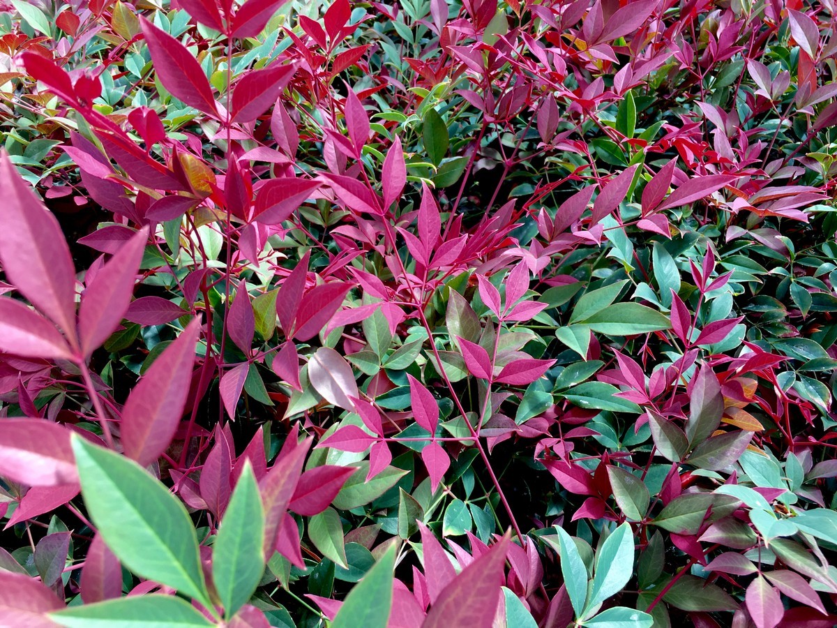 Nandina - Obsession 150mm Pot (VN)