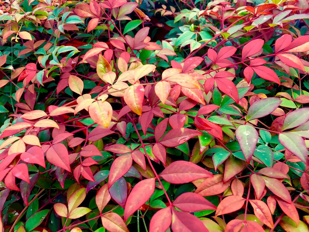 Nandina - Obsession 150mm Pot (VN)