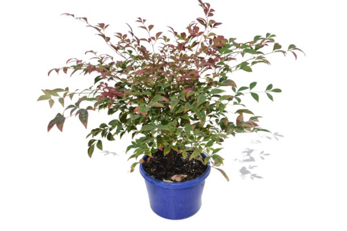 Nandina - Obsession 150mm Pot (VN)