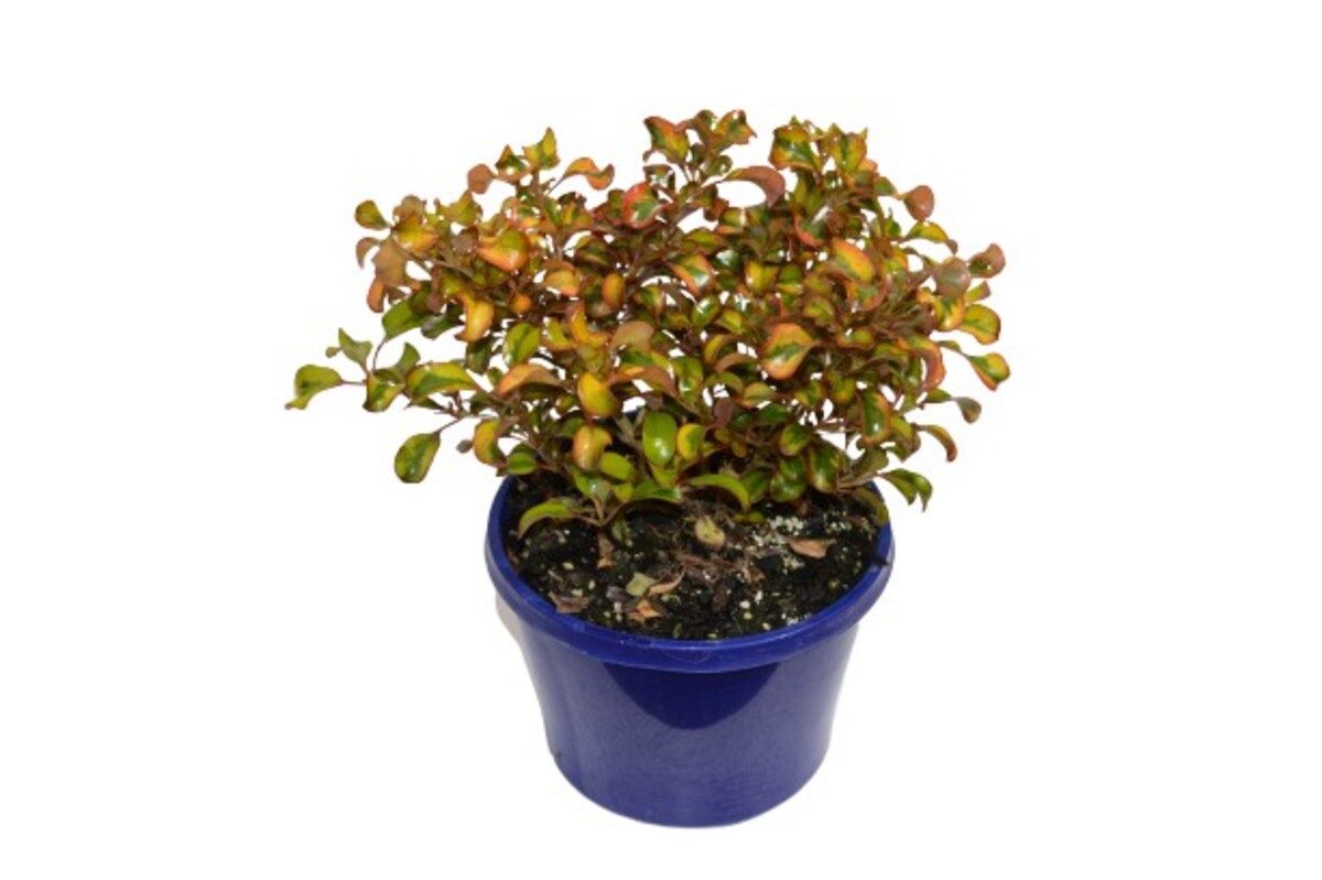 Coprosma - Tequila Sunrise 150mm Pot (VN)