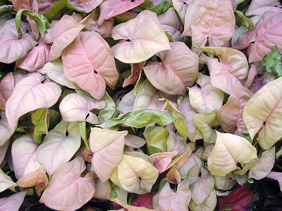 Syngonium Neon - Butterfly Plant 150mm Pot (VN)