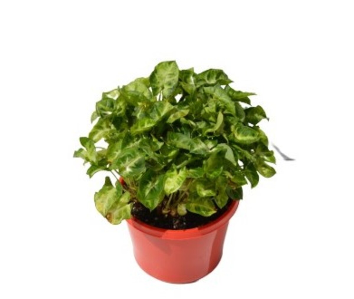 Syngonium Neon - Butterfly Plant 150mm Pot (VN)
