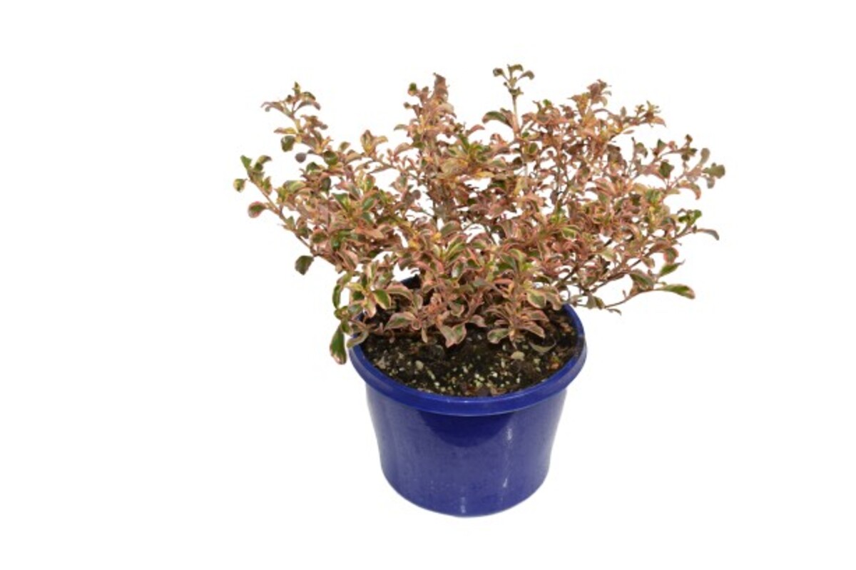 Coprosma - Fireburst 150mm Pot (VN)