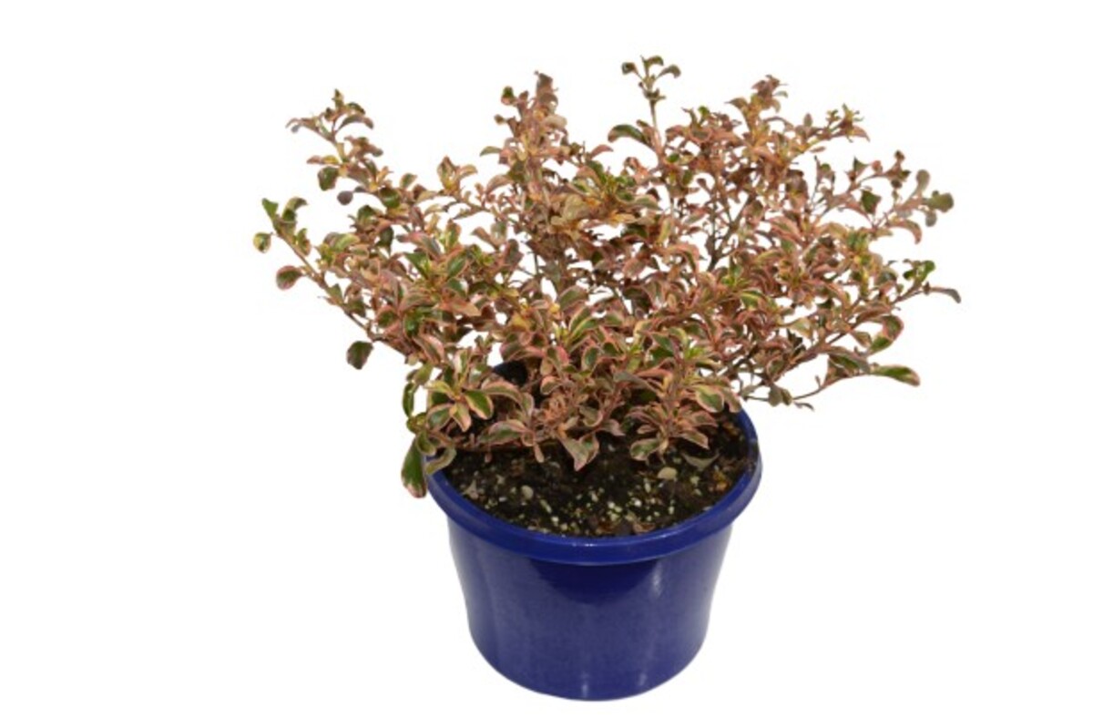 Coprosma - Fireburst 150mm Pot (VN)