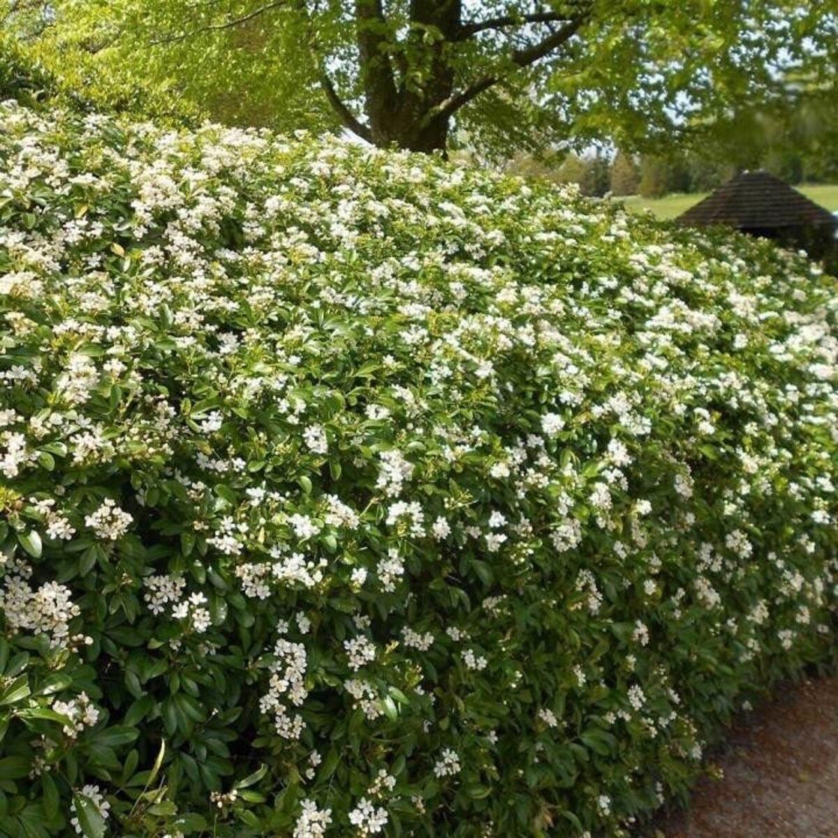 Choisya - Mexican Orange Blossom 150mm Pot (VN)