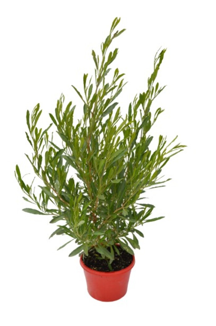 Dodonaea - Mr Green Sheen 150mm Pot (VN)