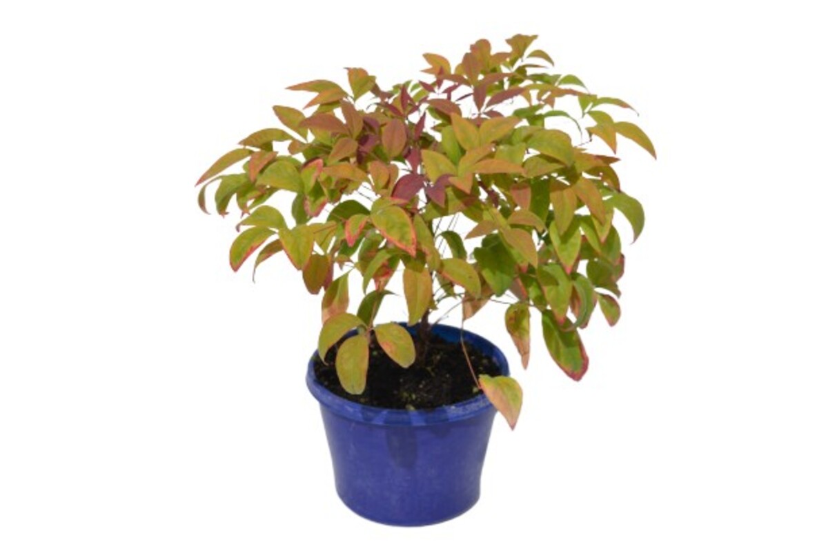Nandina - Blush 150mm Pot (VN)