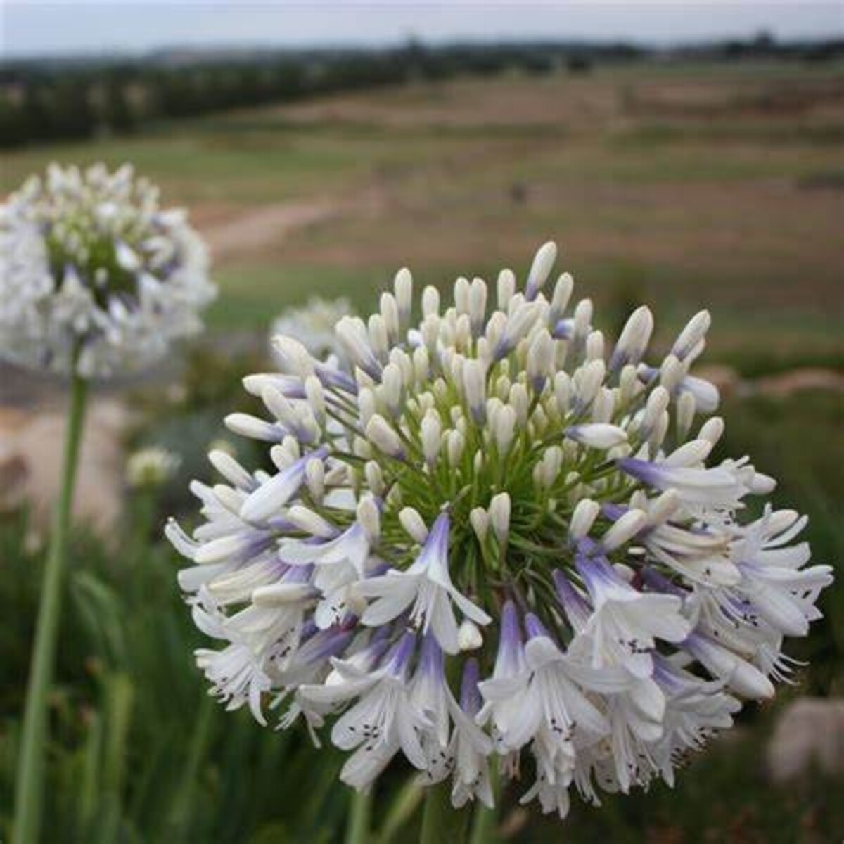 Agapanthus - Queen Mum 150mm Pot (VN)