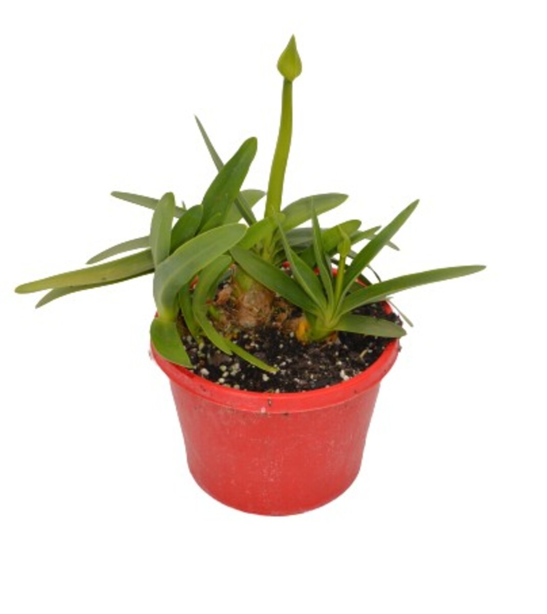 Agapanthus - Queen Mum 150mm Pot (VN)