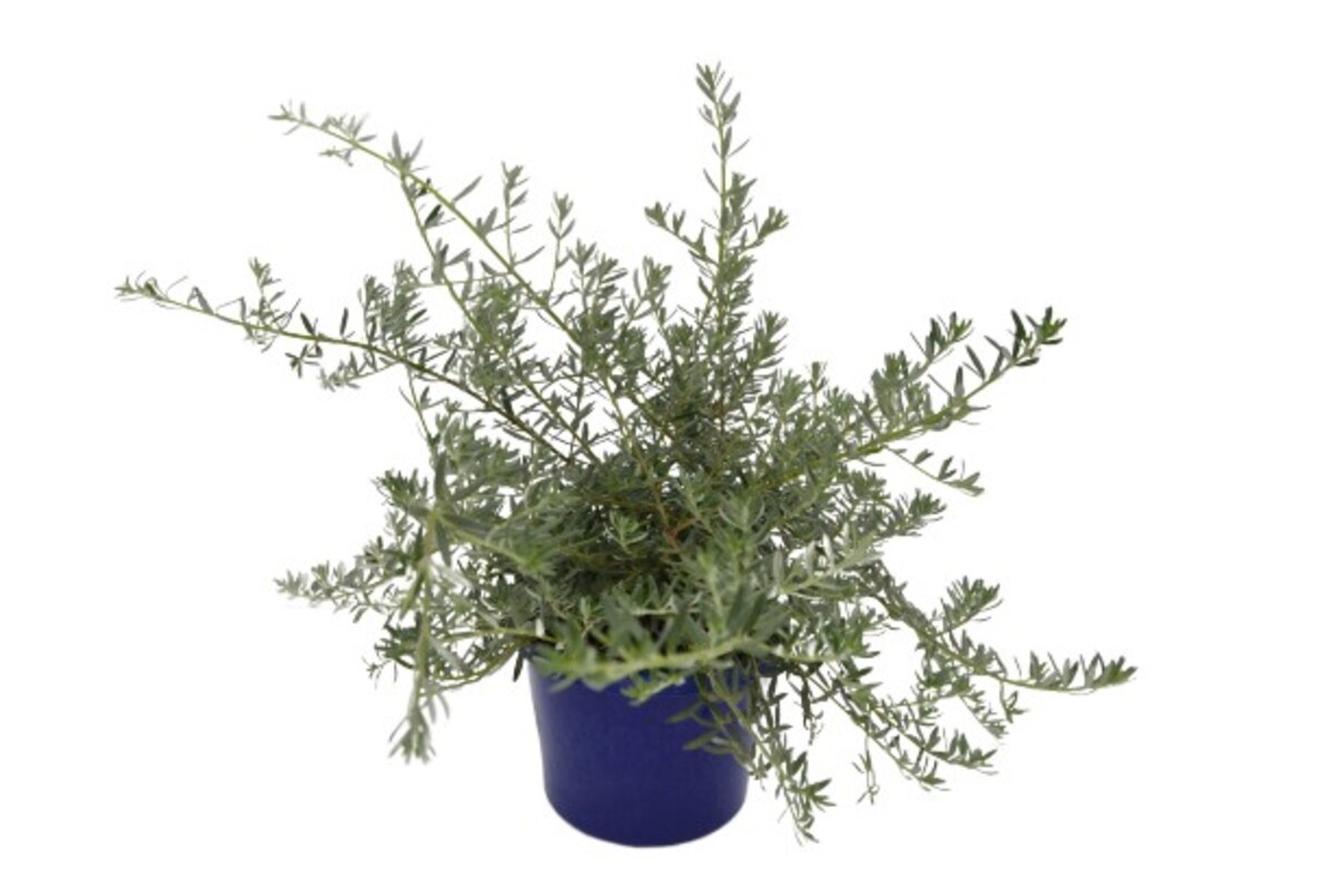 Westringia - Mundi 150mm Pot (VN)