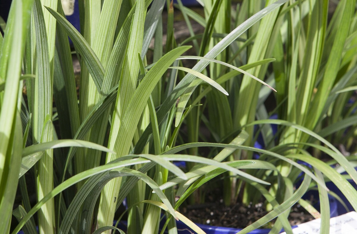 Liriope - Big Blue 150mm Pot (VN)