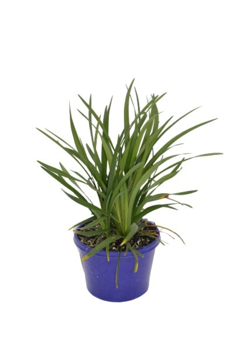 Liriope - Big Blue 150mm Pot (VN)