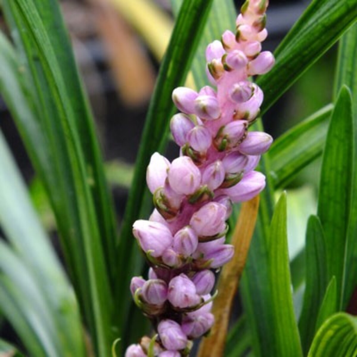 Liriope muscari - Samantha 150mm Pot (VN)