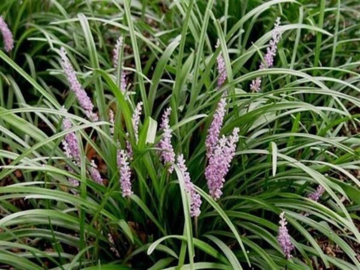 Liriope muscari - Samantha 150mm Pot (VN)