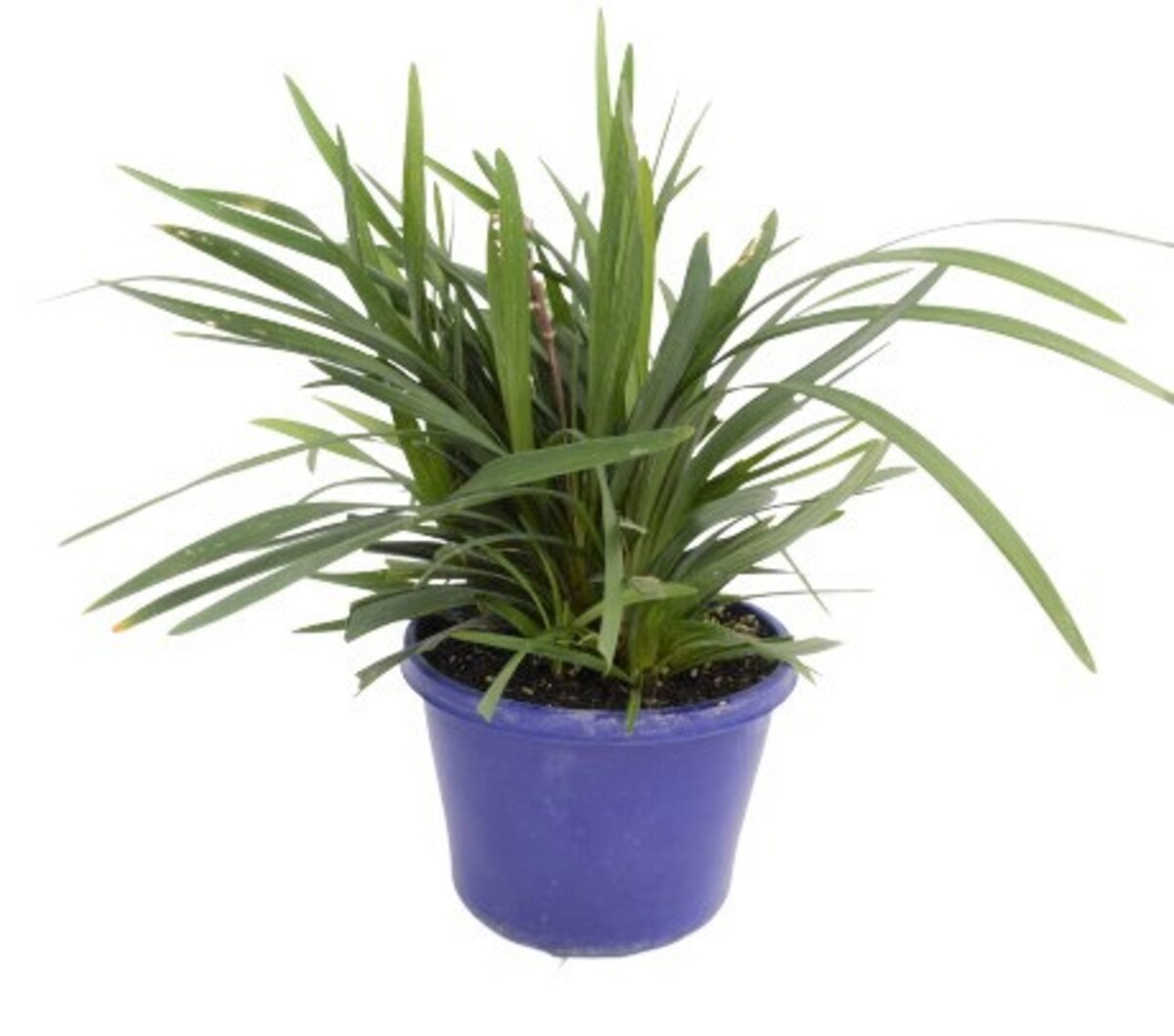 Liriope muscari - Samantha 150mm Pot (VN)