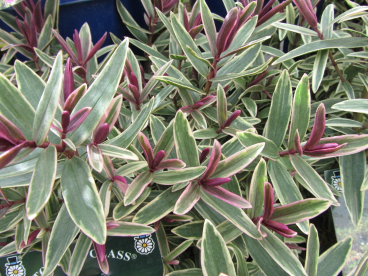 Hebe - Annies Winter Wonder 150mm Pot (VN)