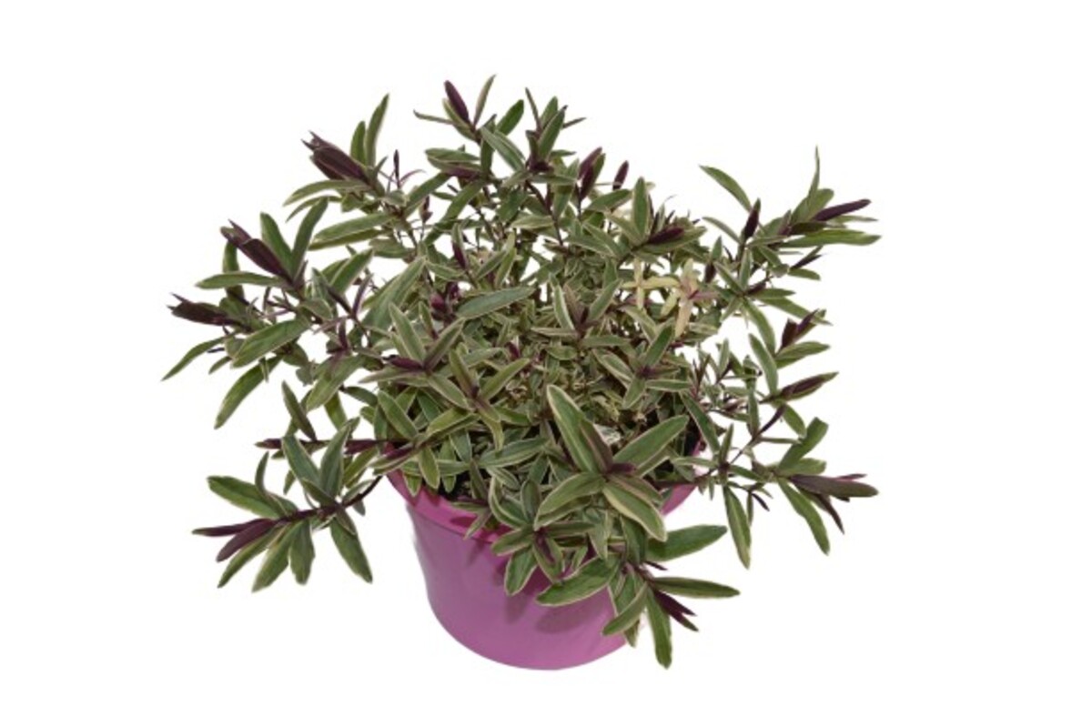 Hebe - Annies Winter Wonder 150mm Pot (VN)