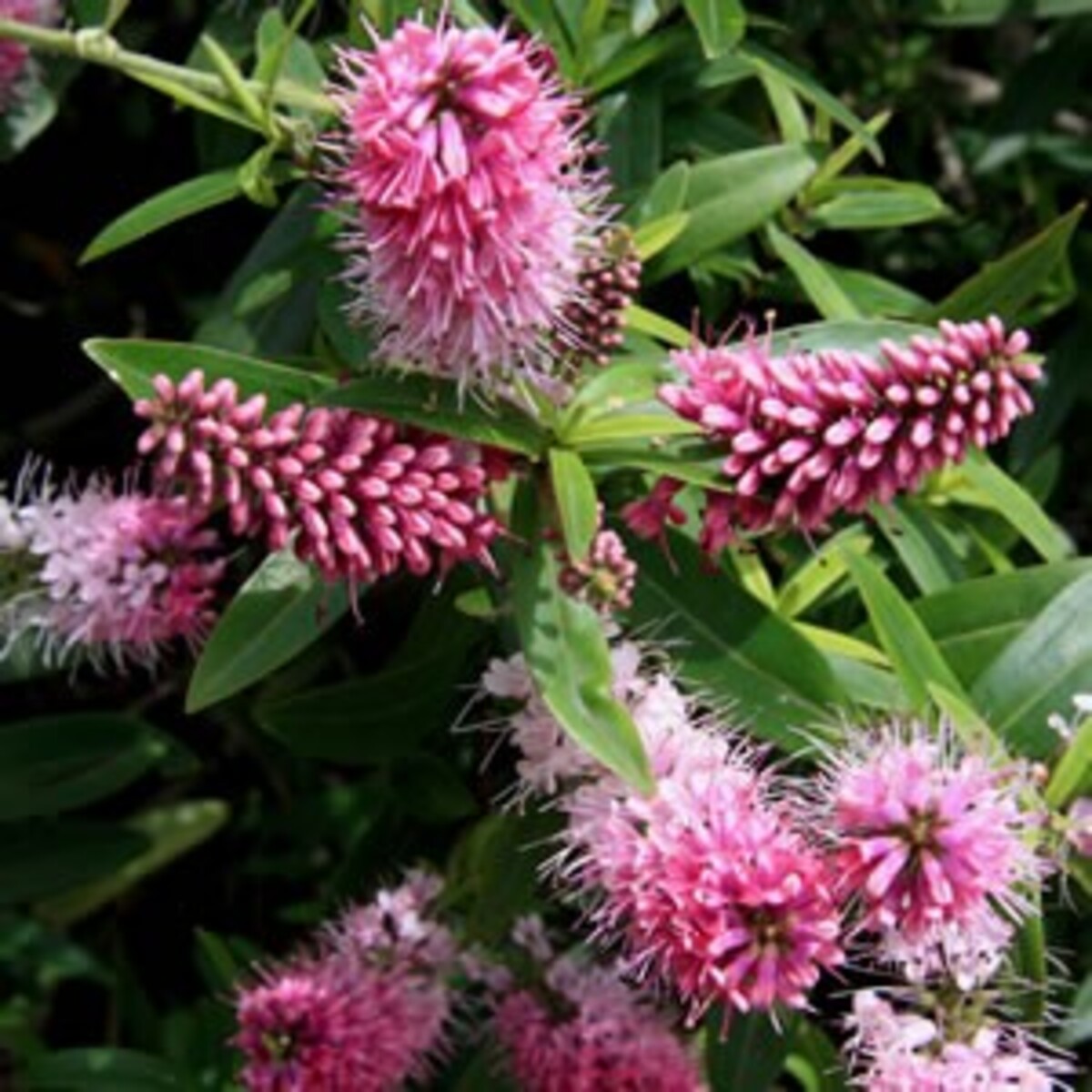 Hebe - Mary Antoinette 150mm Pot (VN)