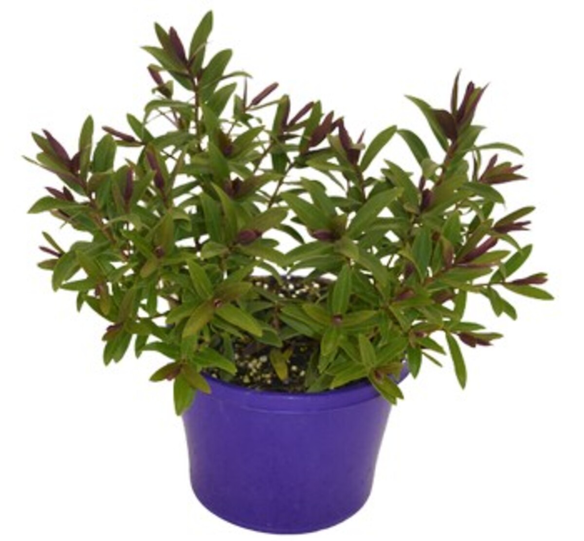 Hebe - Mary Antoinette 150mm Pot (VN)