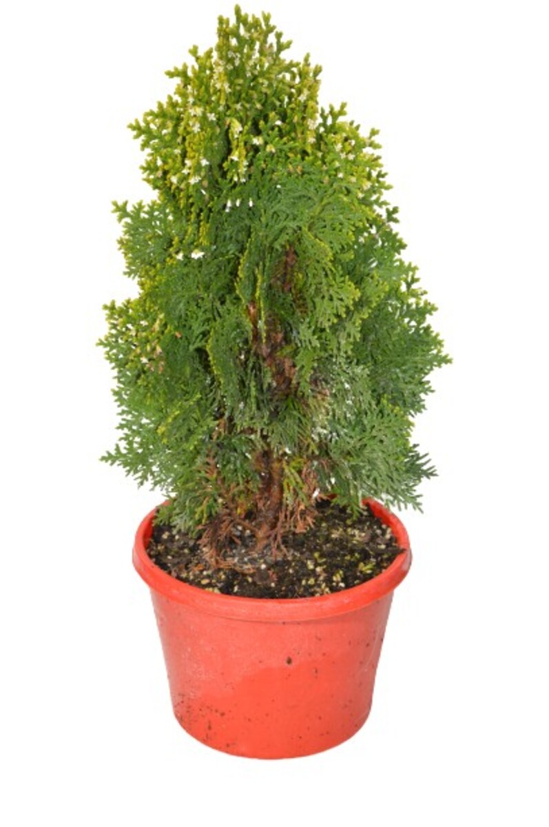 Thuja orientalis - Dwarf Golden Biota 150mm Pot (VN)