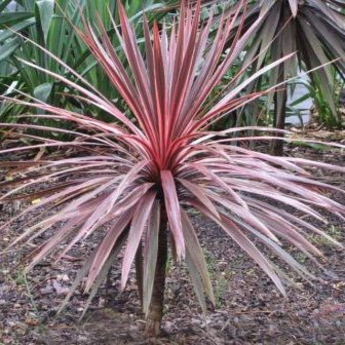 Cordyline - Electric Pink 200mm Pot