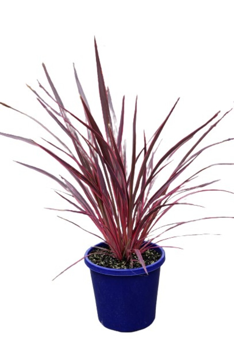 Cordyline - Electric Pink 200mm Pot