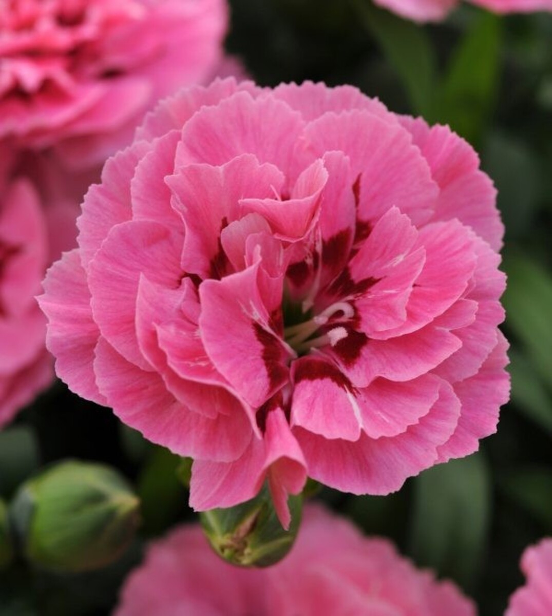 Carnation - Oscar Pink and Purple 150mm Pot (VN)