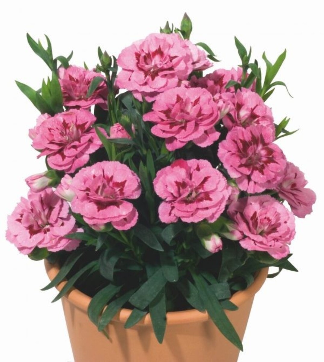 Carnation - Oscar Pink and Purple 150mm Pot (VN)