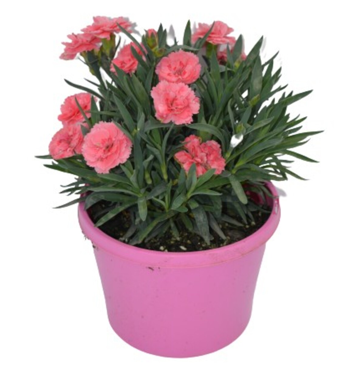 Carnation - Oscar Pink and Purple 150mm Pot (VN)