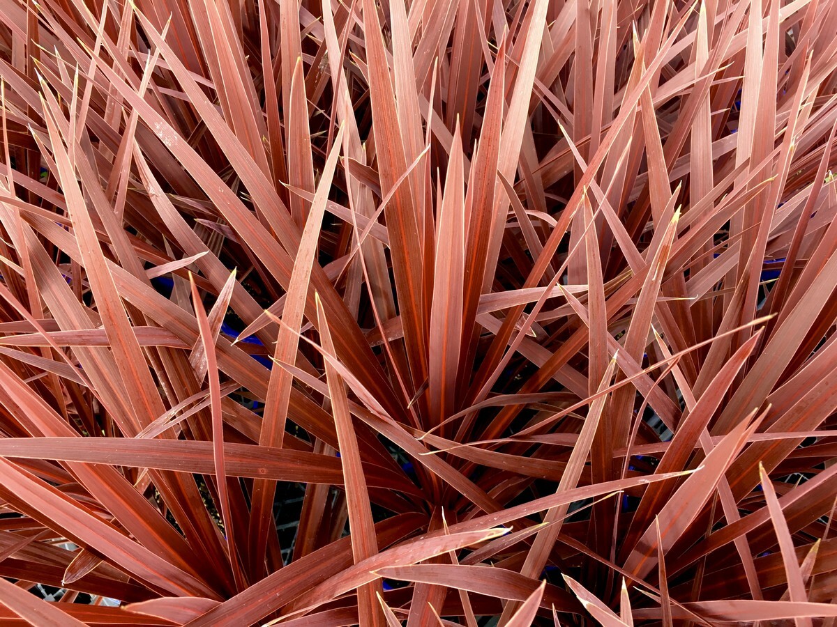 Cordyline - Red Star 150mm Pot (VN)