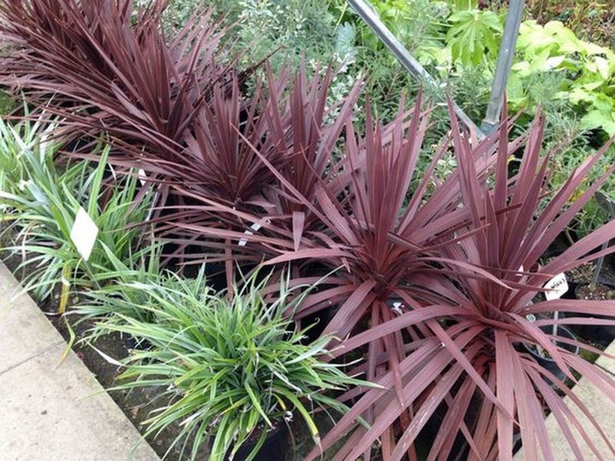 Cordyline - Red Star 150mm Pot (VN)