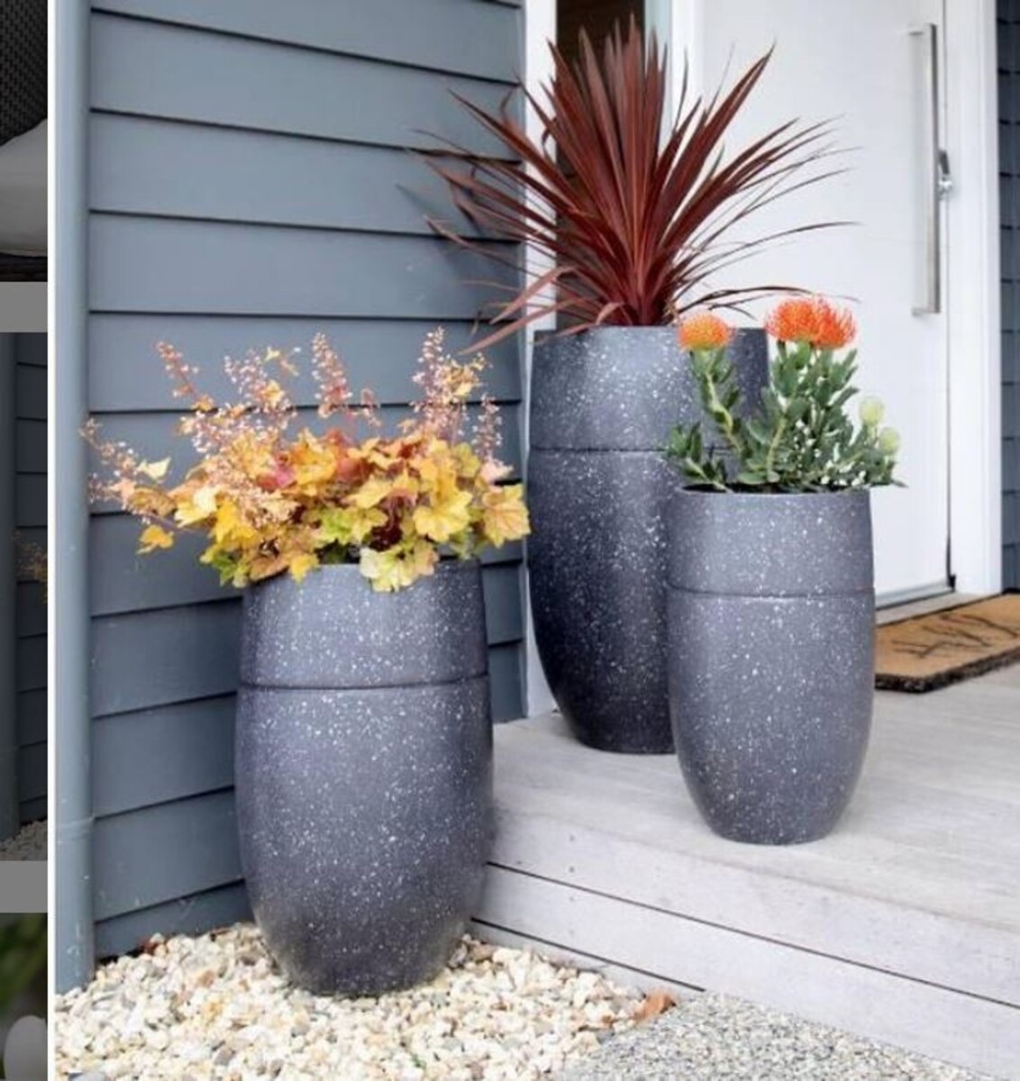 Cordyline - Red Star 150mm Pot (VN)