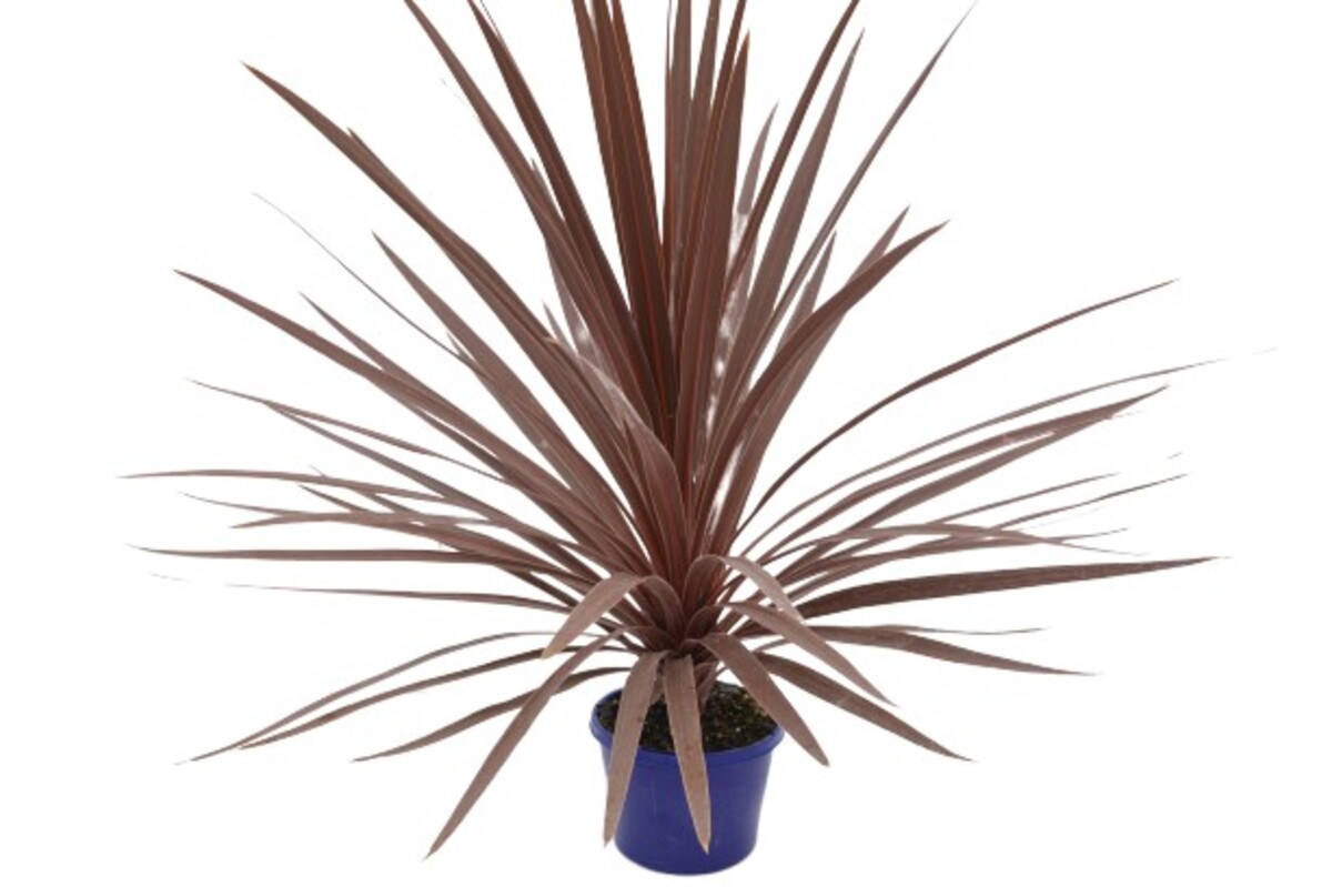 Cordyline - Red Star 150mm Pot (VN)