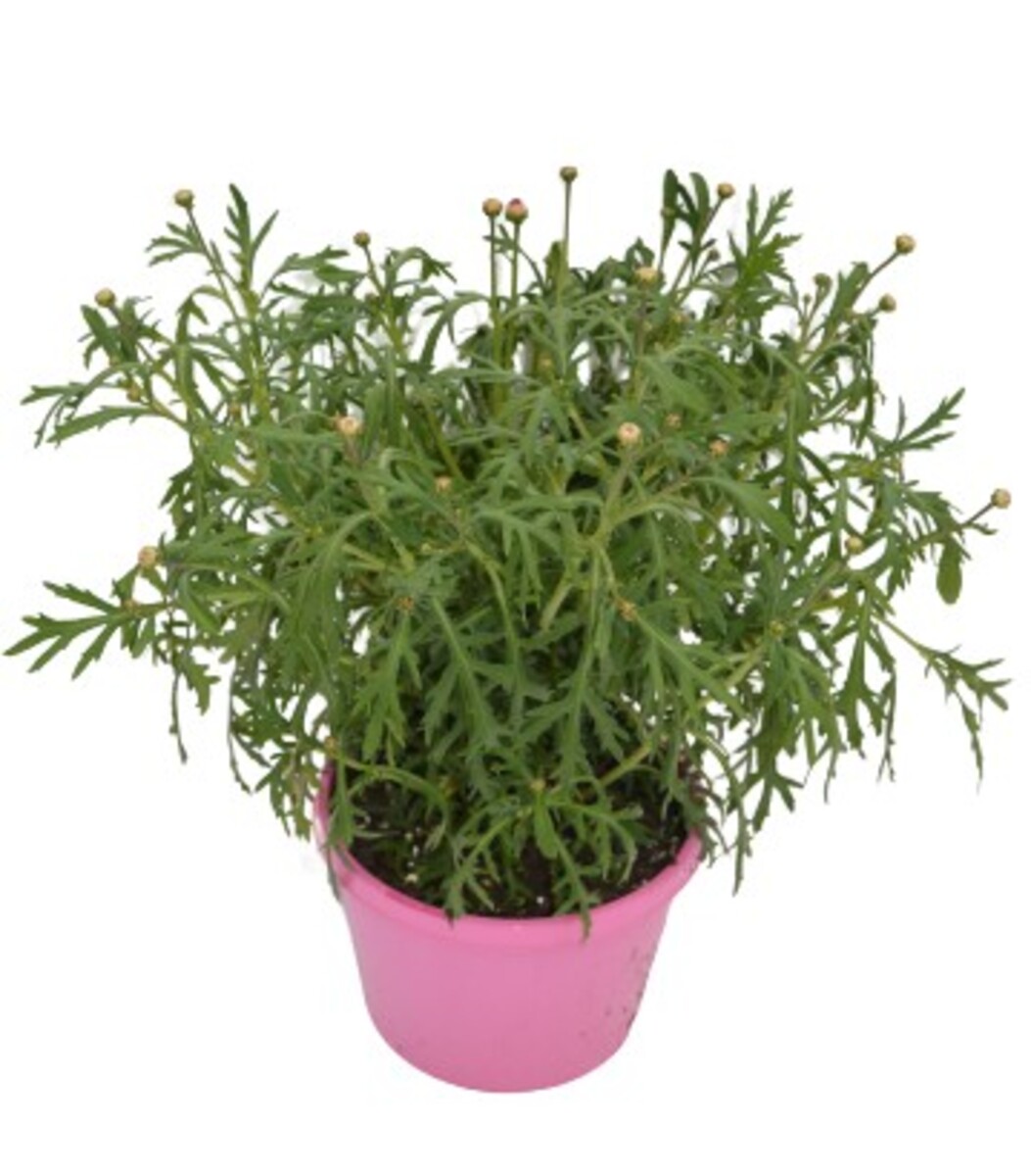 Argyranthemum - Sunday Best 150mm Pot (VN)