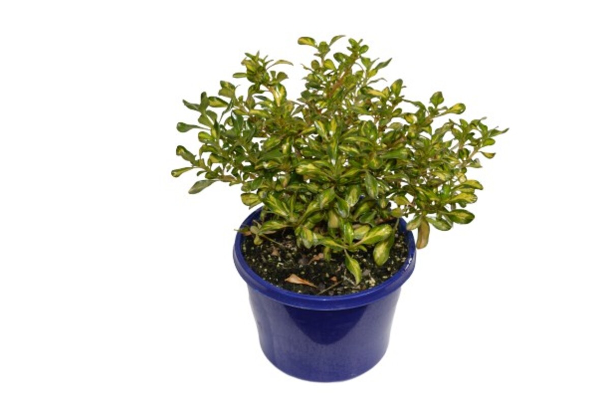 Coprosma - Lemon and Lime 150mm Pot (VN)