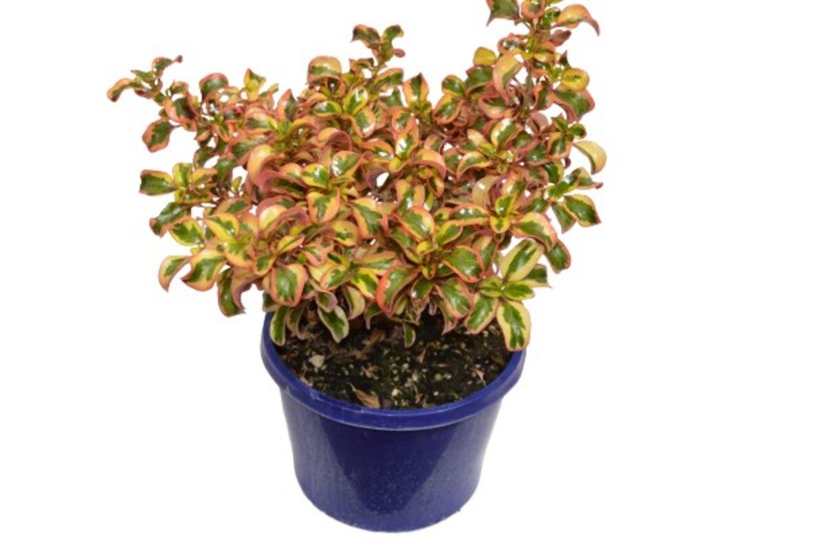 Coprosma - Inferno 150mm Pot (VN)