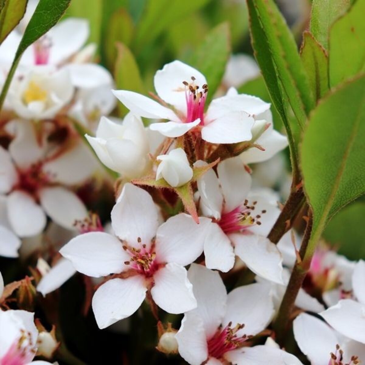 Rhaphiolepis - Intermedia 150mm Pot (VN)