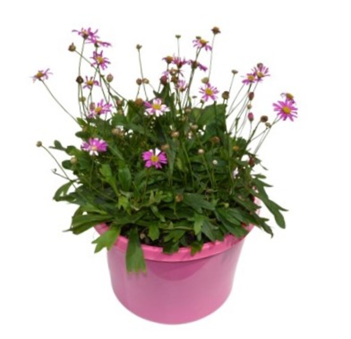 Brachyscome - Radiant Magenta 150mm Pot (VN)