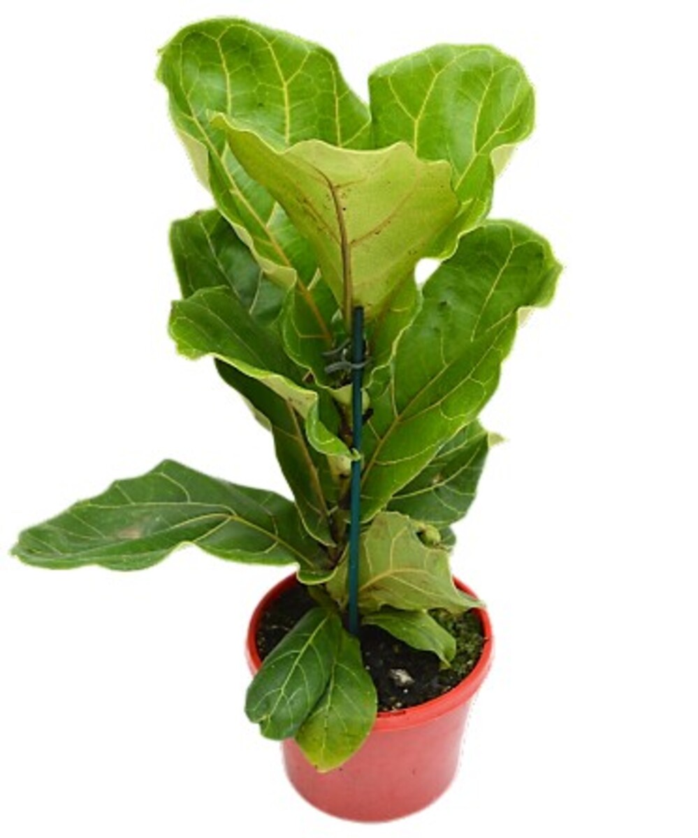Ficus Lyrata - Fiddle Leaf Fig 150mm Pot (VN)