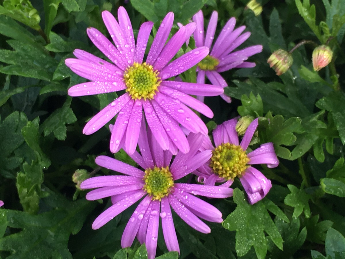 Brachyscome - Brasco Violet 150mm Pot (VN)