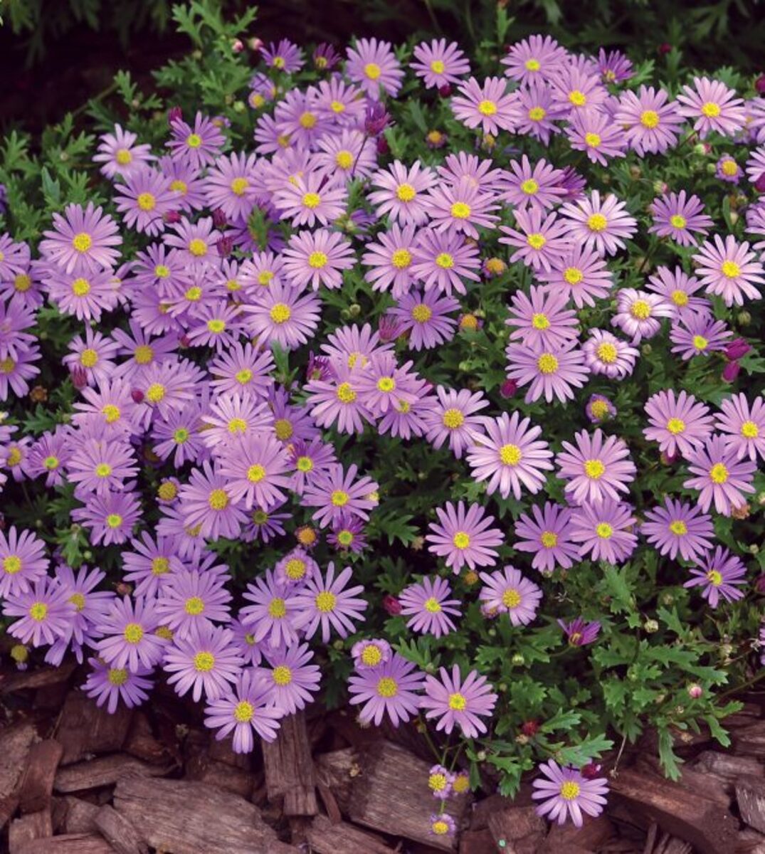Brachyscome - Brasco Violet 150mm Pot (VN)