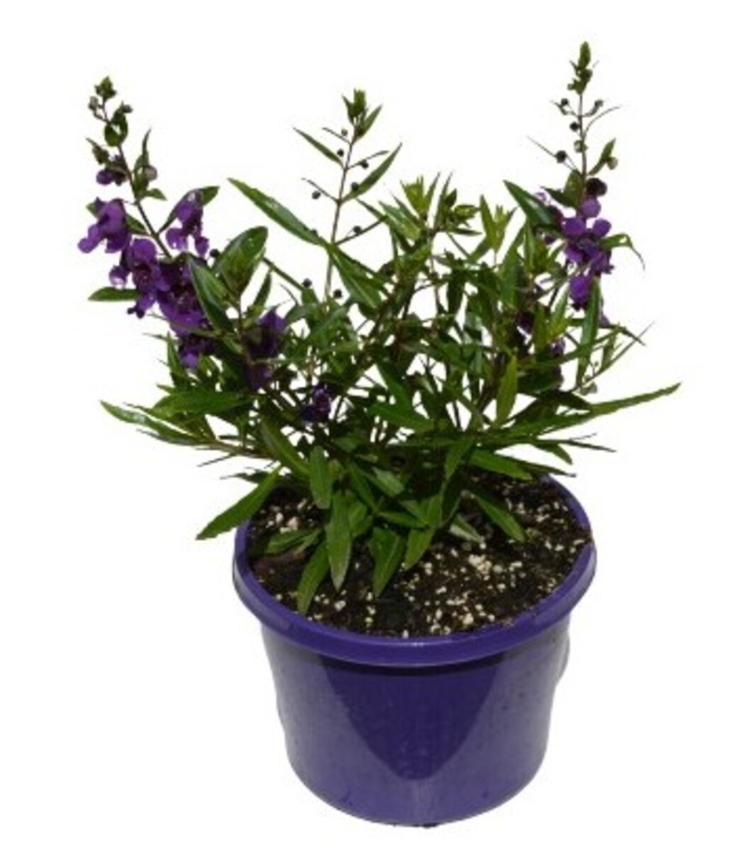 Angelonia Archangel Purple 150mm Pot (VN)