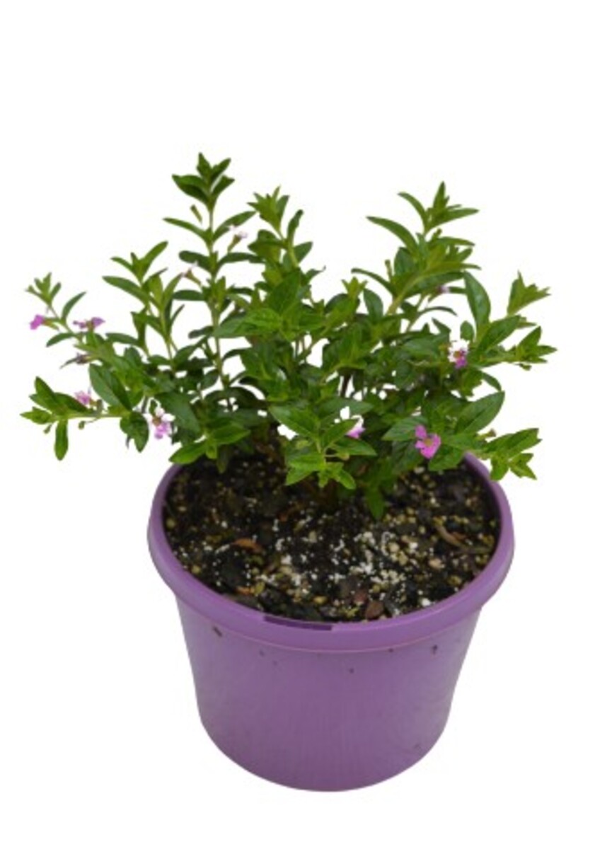 Cuphea Hyssopifolia Mauve150mm (VN)