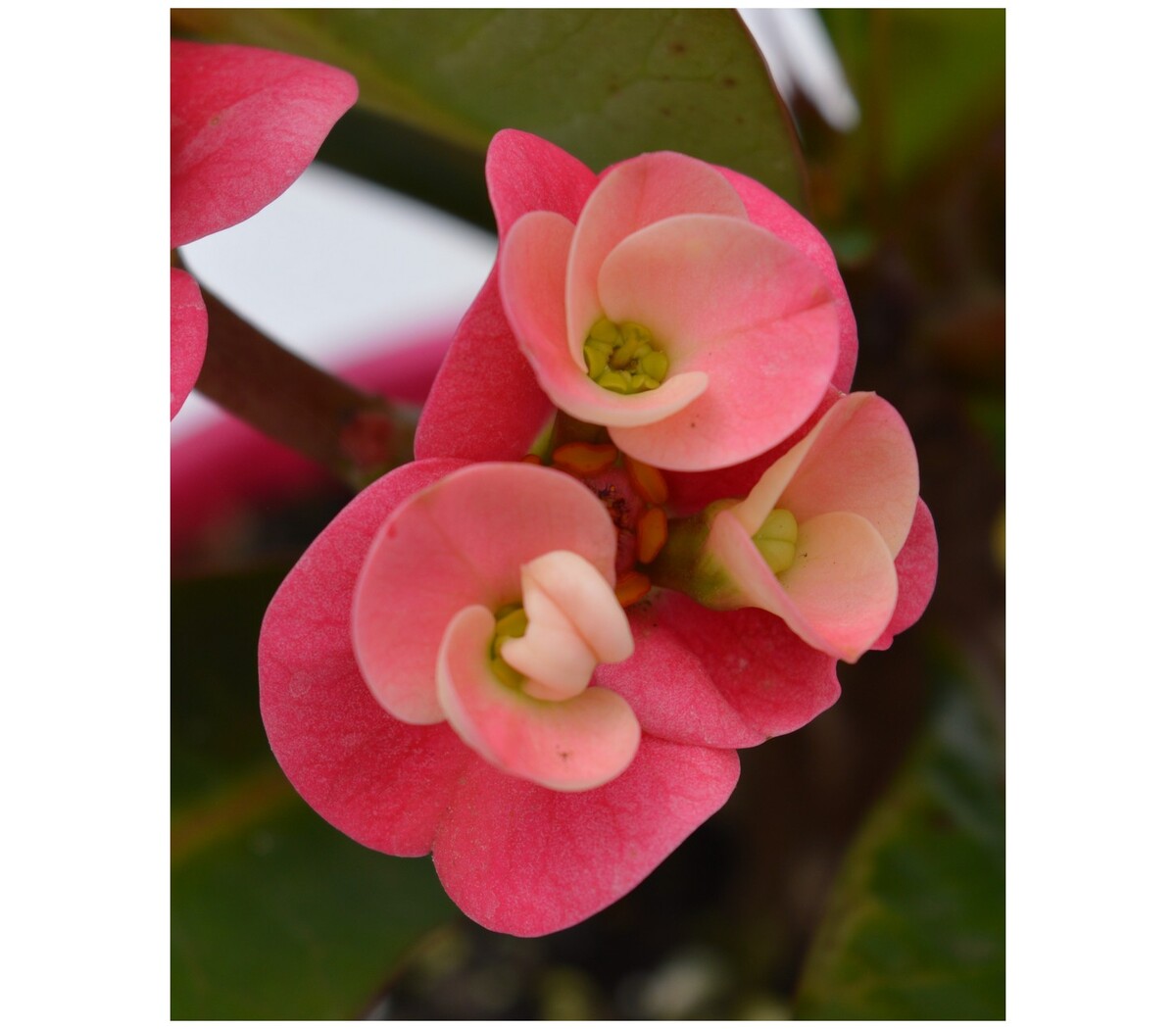 Euphorbia - Lipstick 150mm Pot (VN)